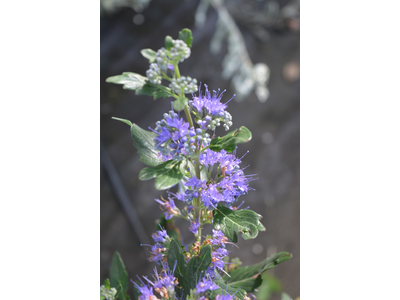 Caryopteris clandonensis