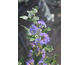 Caryopteris clandonensis