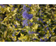 Caryopteris incana Sunshine Blue ®