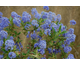 Ceanothus