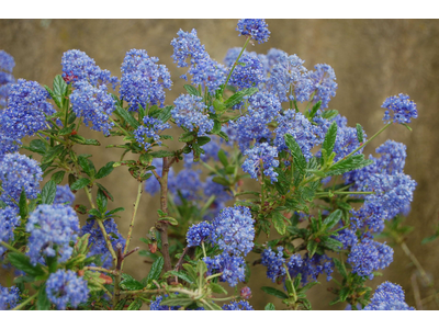 Ceanothus