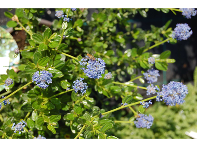 Ceanothus thyrsiflorus