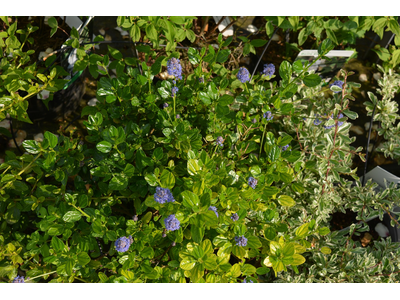 Ceanothus impressus