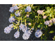 Ceanothus thyrsiflorus var. repens None