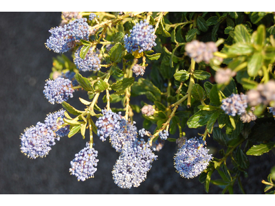 Ceanothus thyrsiflorus var. repens