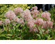 Ceanothus x pallidus Perle Rose