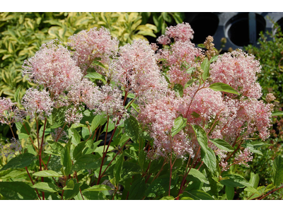 Ceanothus x pallidus