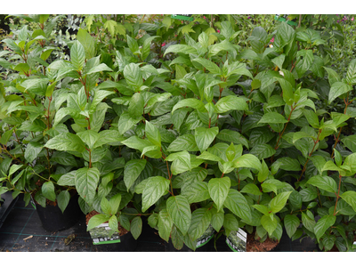 Cephalanthus occidentalis