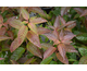 Cephalanthus occidentalis