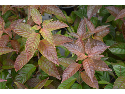 Cephalanthus occidentalis