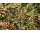 Ceratostigma Griffithi