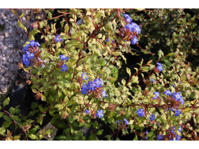 Ceratostigma  willmottianum