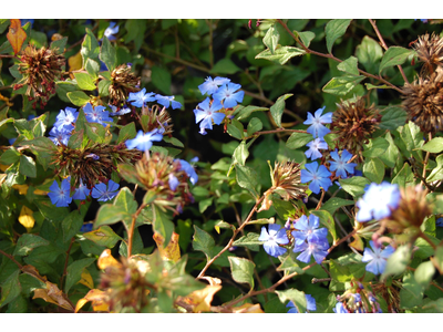 Ceratostigma  willmottianum