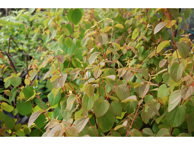 Cercidiphyllum japonicum