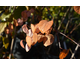 Cercidiphyllum japonicum