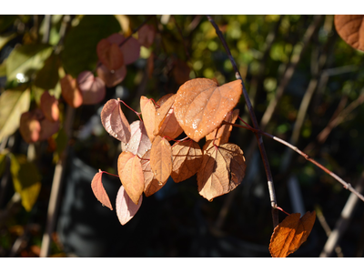 Cercidiphyllum japonicum