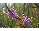 Cercis canadensis Lavender Twist