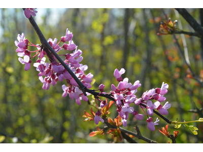 Cercis canadensis