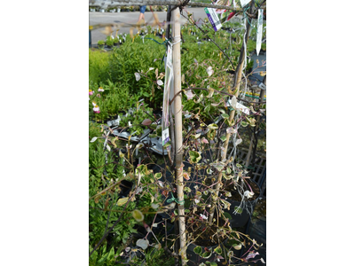 Cercis canadensis