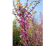 Cercis canadensis Ace of Hearts