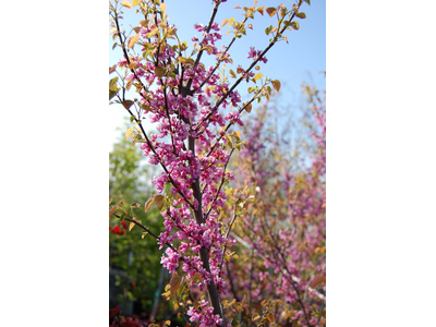 Cercis canadensis