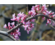 Cercis canadensis Cascading Hearts