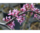 Cercis canadensis