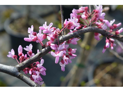 Cercis canadensis