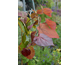 Cercis canadensis Eternal Flame