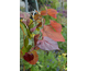 Cercis canadensis