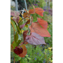 Cercis canadensis Eternal Flame