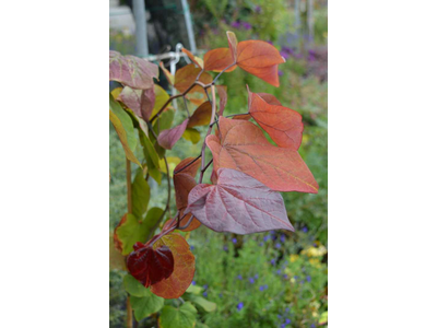 Cercis canadensis