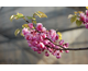 Cercis canadensis Flame