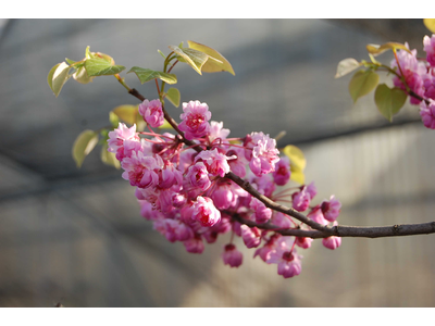 Cercis canadensis