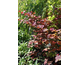 Cercis canadensis