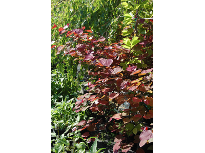 Cercis canadensis