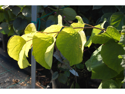 Cercis canadensis