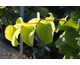 Cercis canadensis Hearts of Gold ®