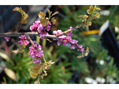Cercis canadensis