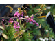Cercis canadensis Little Woody