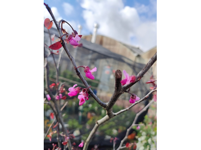 Cercis canadensis