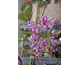 Cercis canadensis Pendula (Covey)