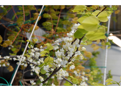 Cercis canadensis