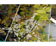 Cercis canadensis Royal White