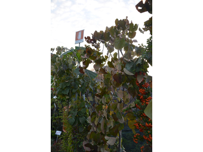 Cercis canadensis