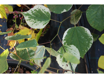 Cercis canadensis