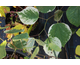 Cercis canadensis Silver Cloud ®