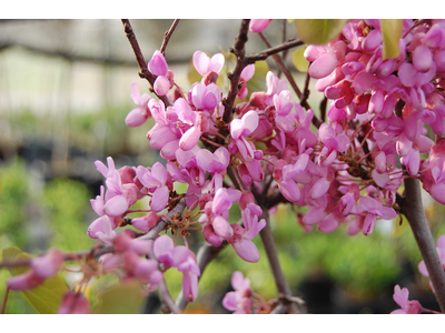 Cercis siliquastrum (Albero di Giuda)