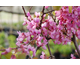 Cercis siliquastrum (Albero di Giuda) None