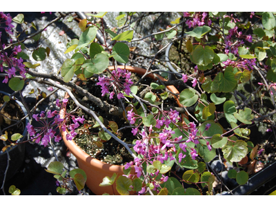 Cercis siliquastrum
